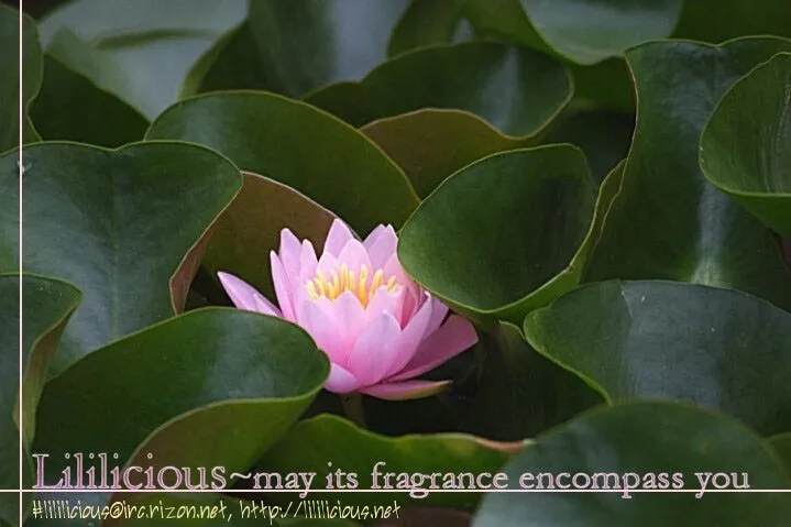 Flower*flower - Chapter 13.5 - Page 1